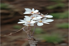 Dendrobium barbatulum